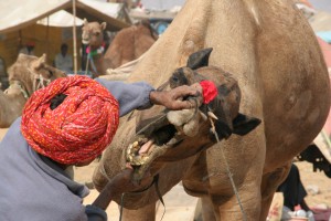 Carreras de camellos en Egipto
