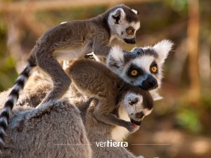 Viajar a Madagascar: un paraíso natural lleno de contrastes
