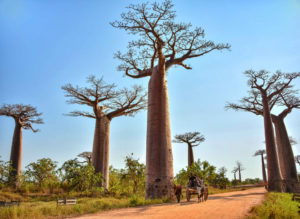 5 lugares de Madagascar completamente impresionantes (y variados)