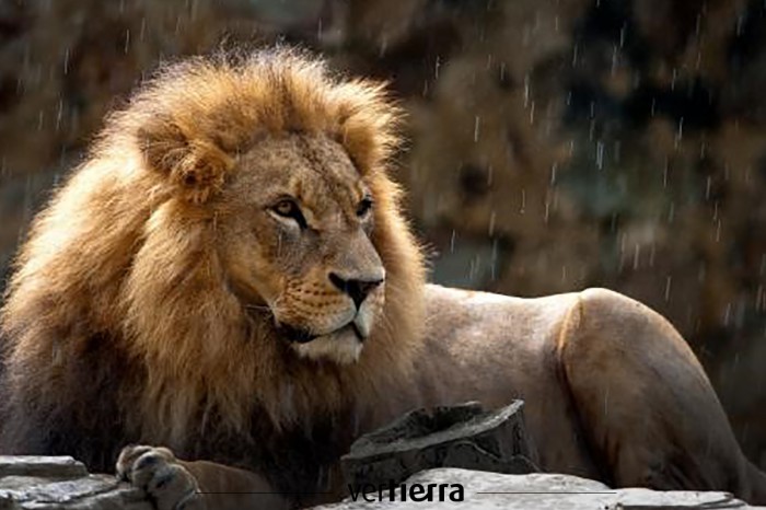 ¡Aparecen los leones perdidos de Etiopía!